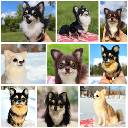 チワワ 羊毛フェルト のおすすめ人気通販|Creema(クリーマ チワワ 羊毛フェルト のおすすめ人気通販|Creema(クリーマ