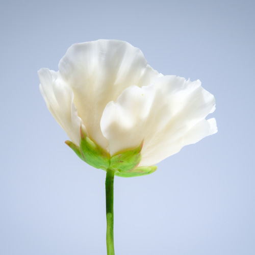 牡丹 ✿クレイフラワー （葉付き） NO.H18-2WL アートフラワー Nricias