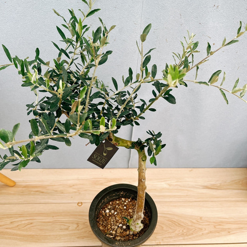 現品］15番 創樹 オリーブ ペンドリノ 6号 観葉植物 オリーブの木