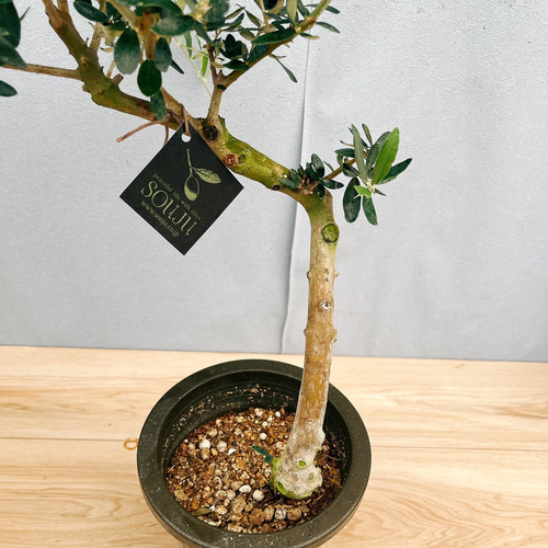 現品］15番 創樹 オリーブ ペンドリノ 6号 観葉植物 オリーブの