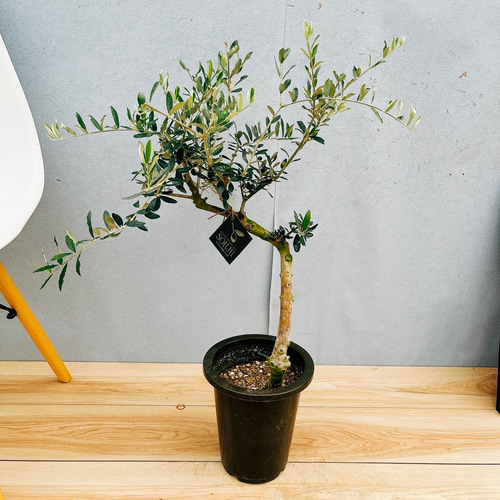 現品］15番 創樹 オリーブ ペンドリノ 6号 観葉植物 オリーブの木