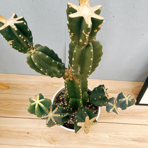 現品］4番 柱サボテン 鬼面角 ブランチ 8号 観葉植物 室内 大型