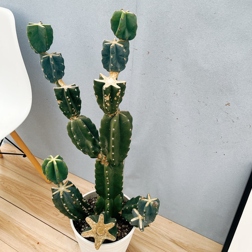 ［現品］※売約済※ 13番　柱サボテン　鬼面角 ブランチ　8号　室内　大型 現品］4番 柱サボテン 鬼面角 ブランチ 8号 観葉植物 室内 大型