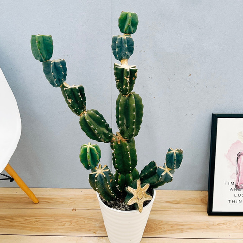現品］4番 柱サボテン 鬼面角 ブランチ 8号 観葉植物 室内 大型