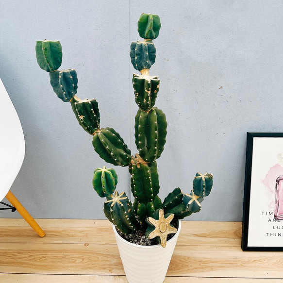 柱サボテン 鬼面角 棘無しワイルドブランチ 地植え9月16日カット