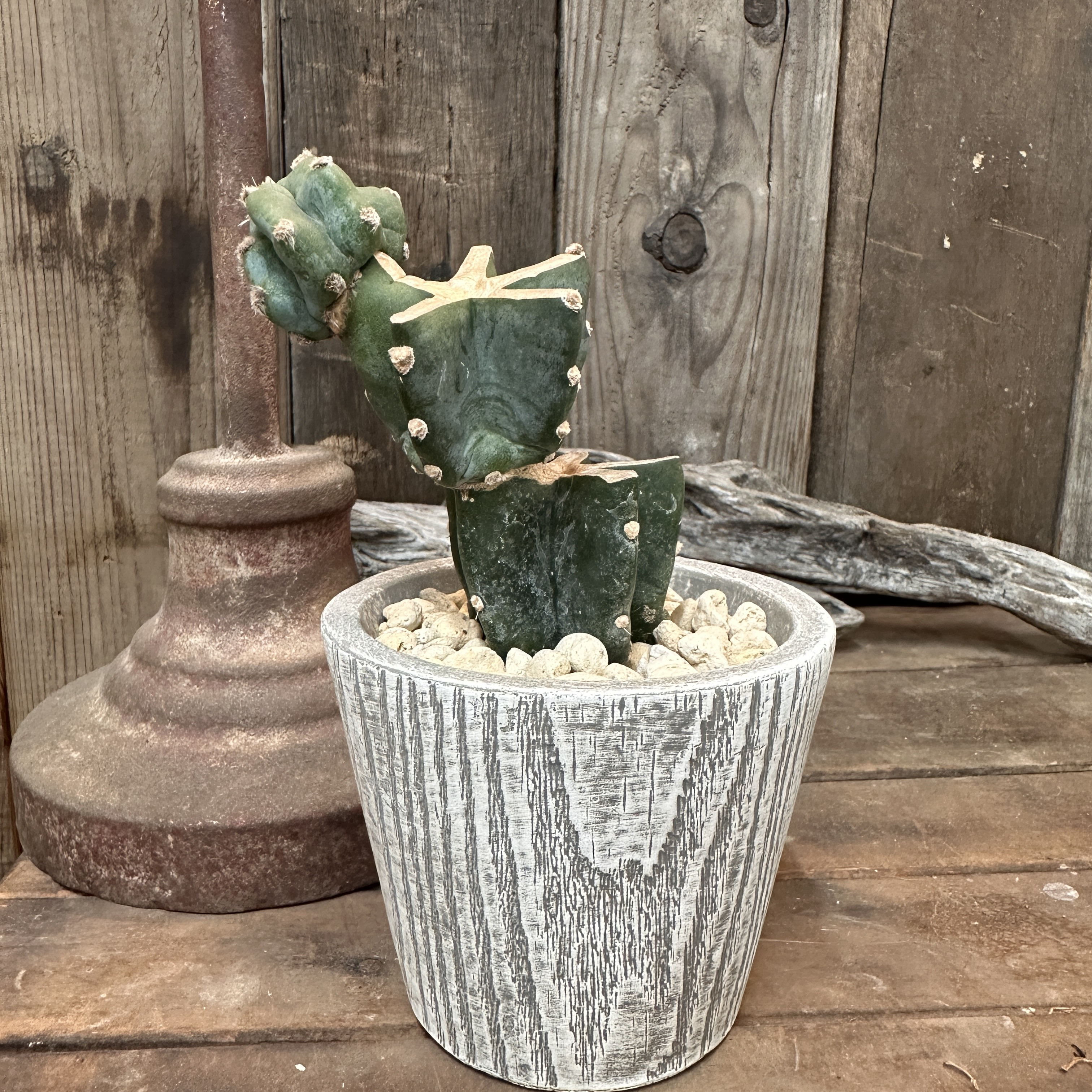 観葉植物 多肉植物 サボテン ブランチ 柱サボテン インテリアグリーン