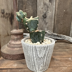 ブラス製 サボテン・観葉植物用 グリーンベース 植木鉢 銅製 プランター 観葉植物 多肉植物 サボテン ブランチ 柱サボテン インテリアグリーン