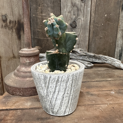 職人鉢 多肉植物 サボテンにも 職人鉢 多肉植物 サボテンにも 職人鉢