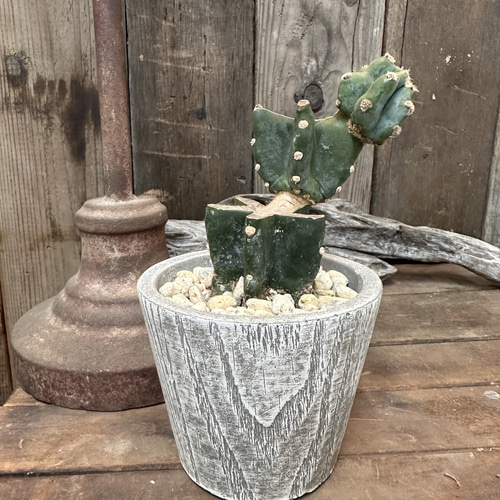 観葉植物 多肉植物 サボテン ブランチ 柱サボテン インテリア