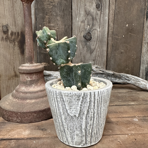 観葉植物 多肉植物 サボテン ブランチ 柱サボテン インテリア