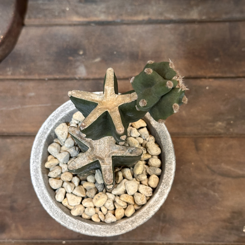 職人鉢 多肉植物 サボテンにも 職人鉢 多肉植物 サボテンにも 職人鉢