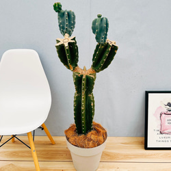 2edc598ddcf0ef1275ea8d5776cdb8