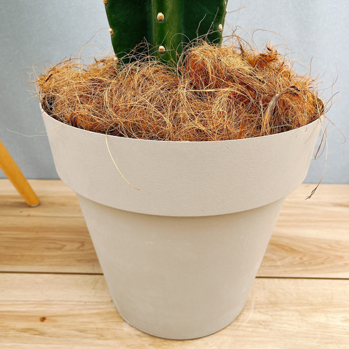 現品］33番 柱サボテン 鬼面角 ブランチ 大 8号 観葉植物 室内