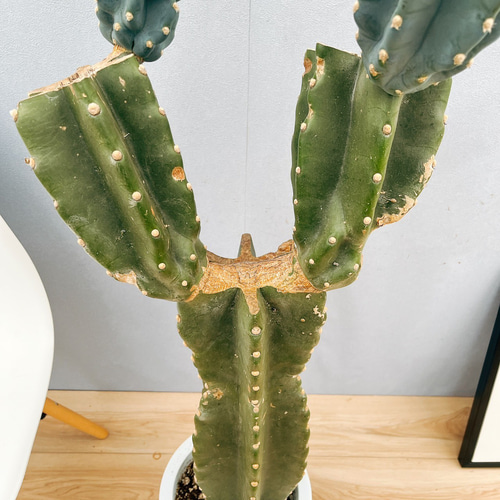 ［現品］10番　柱サボテン　鬼面角 ブランチ　3本植え　8号　観葉植物　室内 現品］33番 柱サボテン 鬼面角 ブランチ 大 8号 観葉植物 室内
