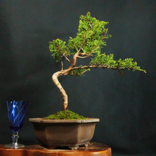 ☆ENGEI ichioki☆糸魚川真柏・小品盆栽◇形良好な一品です◇ その他