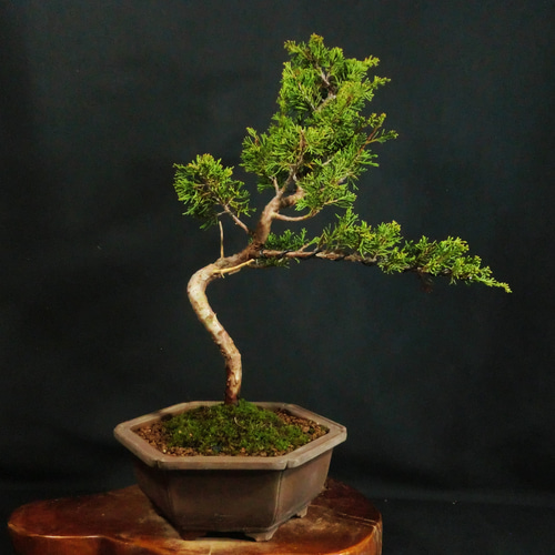 真柏盆栽 創作盆栽(タヌキ) 面白く 真柏盆栽 創作盆栽(タヌキ) 面白く