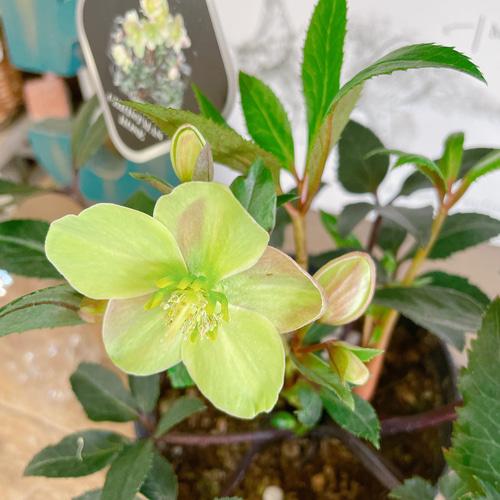 現品SALE♡【クリスマスローズ！グリーンピンク系5寸サイズ】GUESS