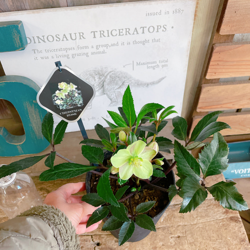 現品SALE♡【クリスマスローズ！グリーンピンク系5寸サイズ】GUESS