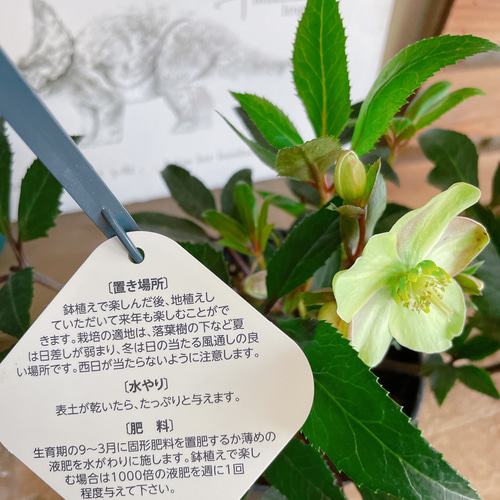 現品SALE♡【クリスマスローズ！グリーンピンク系5寸サイズ】GUESS