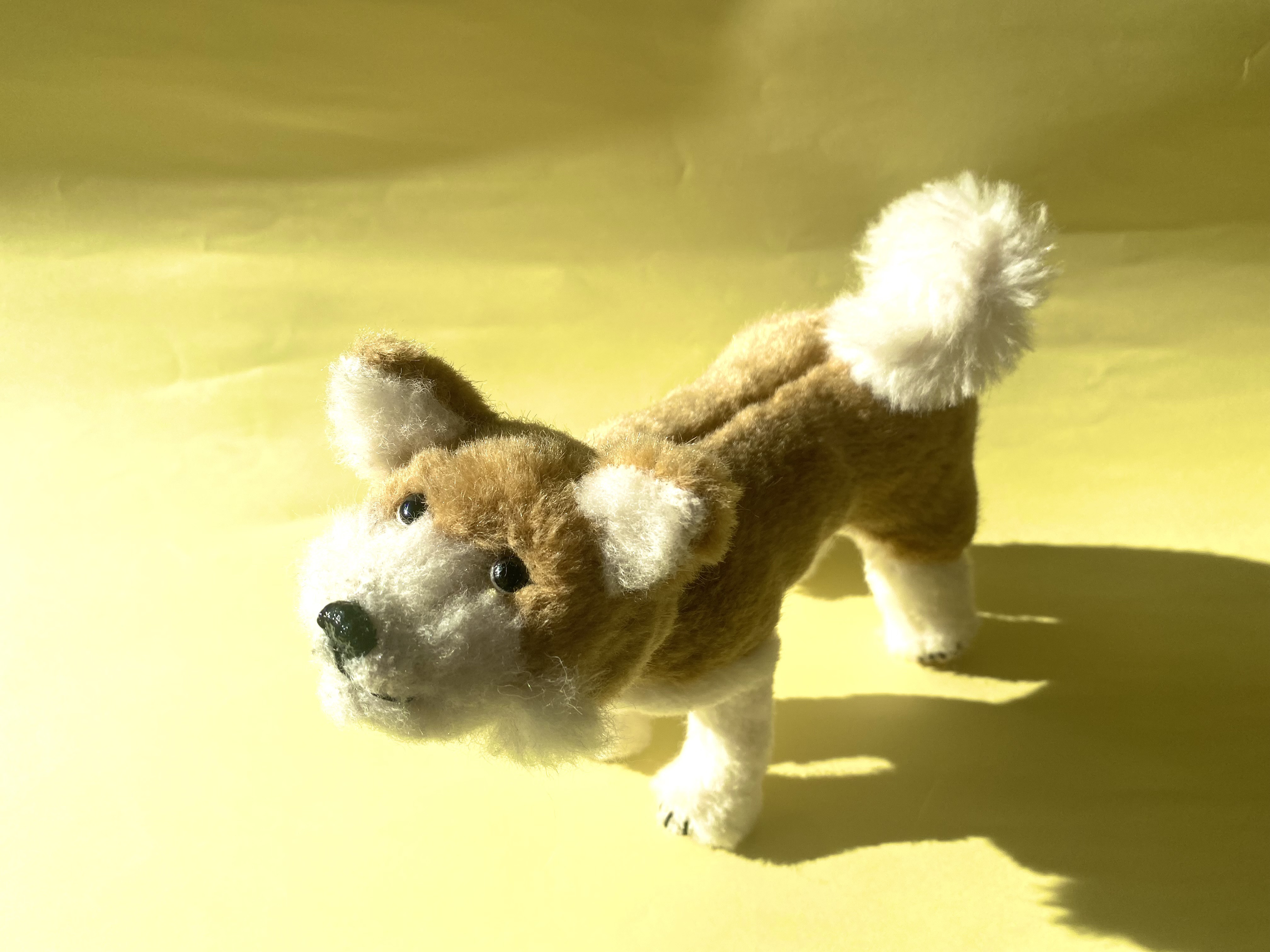 秋田犬の大吉くん