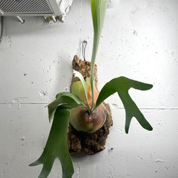 P. Morning star【ビカクシダ　モーニングスター】 ビカクシダ コウモリラン 天然コルク付け P.Morning star 観葉植物