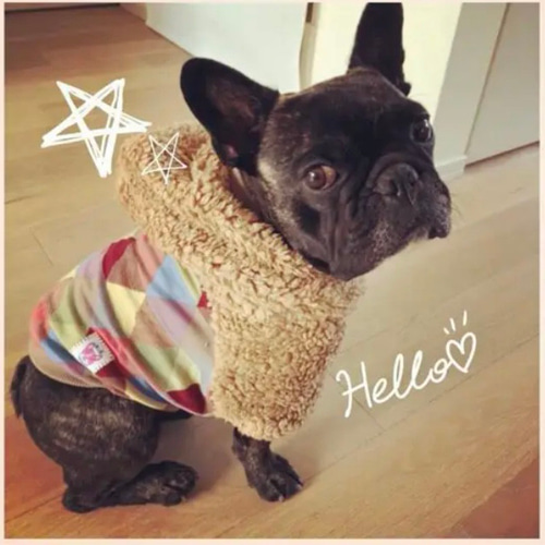 パグ•フレブル向け犬服（胴54） ○犬服○ハンドメイド 胴49 NO.