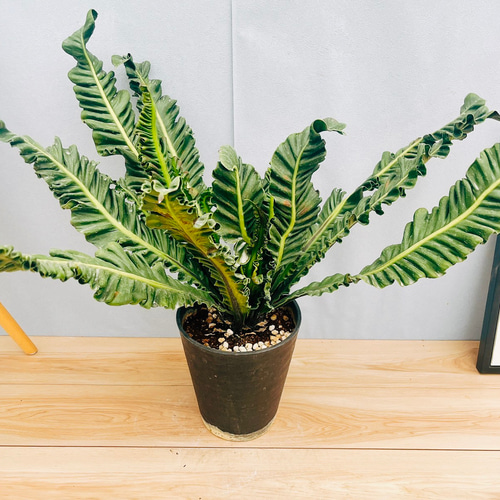 アスプレニウム　ケンゾイ　釣り鉢　おしゃれ　希少　7号 迫力あります アスプレニウム ケンゾイ 釣り鉢 おしゃれ 希少 7号 迫力あります 現品