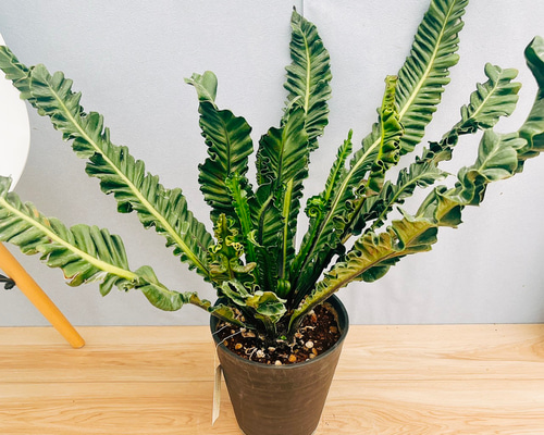 現品］1番 アスプレニウム コブラ 7号 観葉植物 室内 おしゃれ