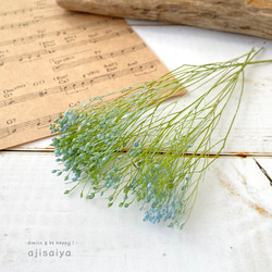 モリソニア　ブルー/グリーン　 【 プリザーブドフラワー 】 1枚目の画像