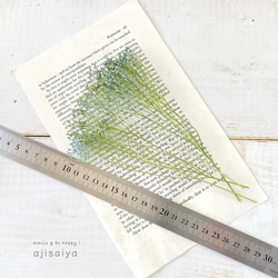 モリソニア　ブルー/グリーン　 【 プリザーブドフラワー 】 3枚目の画像