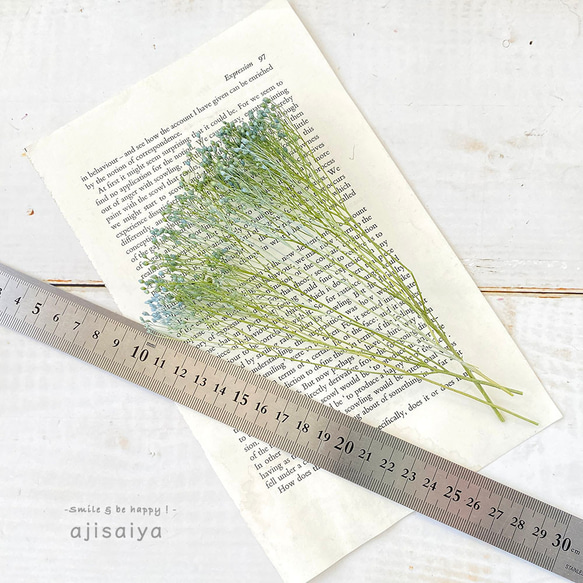 モリソニア　ブルー/グリーン　 【 プリザーブドフラワー 】 3枚目の画像