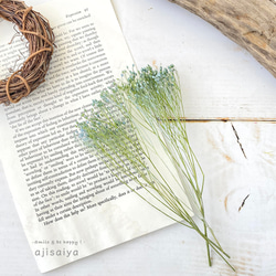 モリソニア　ブルー/グリーン　 【 プリザーブドフラワー 】 2枚目の画像