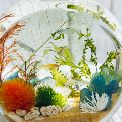 メダカの水槽 ハーバリウム アクアリウム ハーバリウム・植物標本 ++