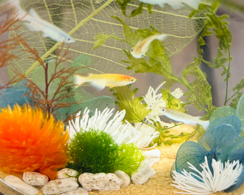 NO.111 アクアリウム✨めだか⑤ハーバリウムボールペン NO.111 アクアリウム✨めだか⑤ハーバリウムボールペン