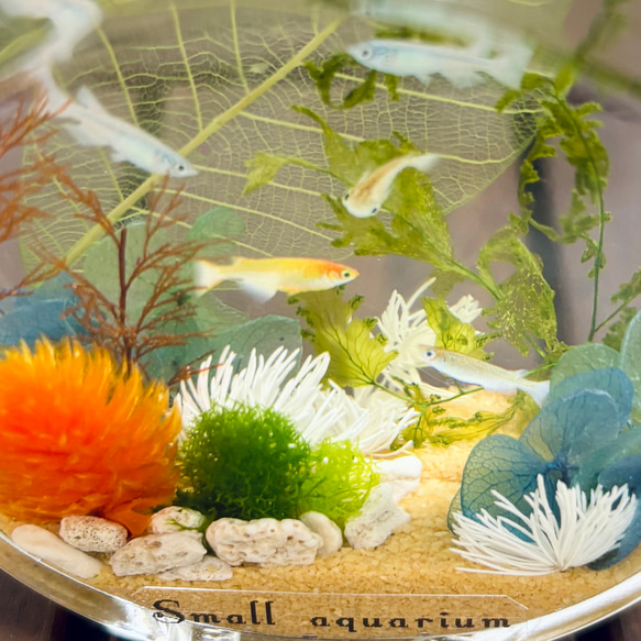 NO.111 アクアリウム✨めだか⑤ハーバリウムボールペン NO.111