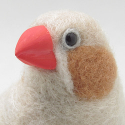 本トリ No.69 カルカヤインコ / 羊毛フェルト リアルサイズ 羊毛