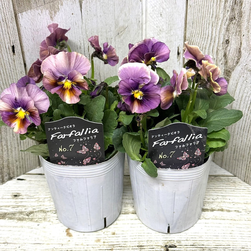 松原園芸さん】アンティークビオラ「ファルファリア No.7」 花苗 花 苗