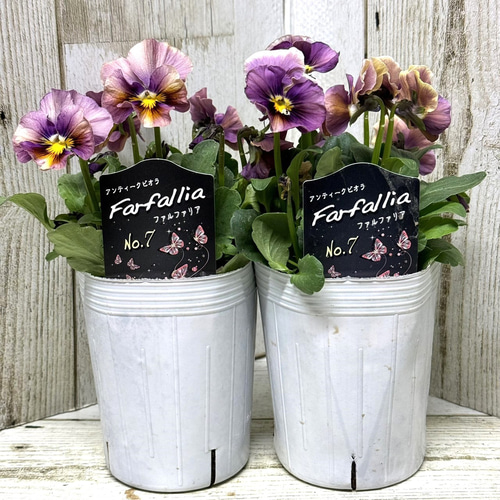 松原園芸さん】アンティークビオラ「ファルファリア No.7」 花苗 花 苗