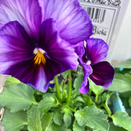 雪月花＊歌劇スター＊希少ビオラ＊ガーデニング＊庭植え＊人気 アート