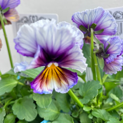 希少ホヤ＊インクラサッタ＊アルボマギナータ＊斑入り＊観葉植物