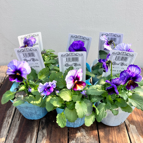 Bレア♡メゾンドビオラ♡歌劇スター♡３号♡ポットごと宅急便コンパクト 星宙＊歌劇スター＊ビオラ＊希少種＊ガーデニング＊寄せ植え アート