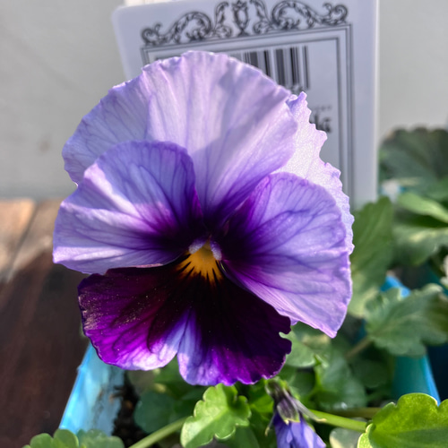 星宙＊歌劇スター＊ビオラ＊希少種＊ガーデニング＊寄せ植え アート