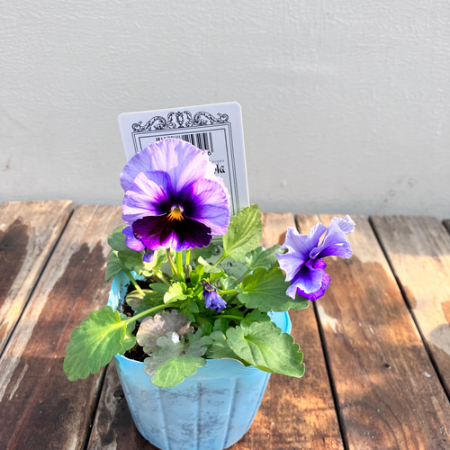星宙＊歌劇スター＊ビオラ＊希少種＊ガーデニング＊寄せ植え アート