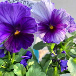 Bレア♡メゾンドビオラ♡歌劇スター♡３号♡ポットごと宅急便コンパクト 予約販売】 ビオラ 歌劇☆スター 星宙 9cmポット 花苗 ガーデニング