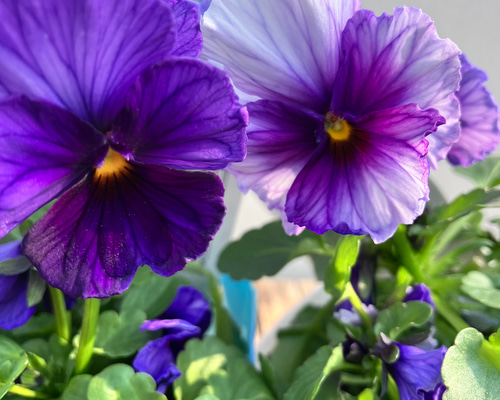 Lレア♡メゾンドビオラ♡歌劇スター♡３号♡ポットごと宅急便コンパクト ビオラ 歌劇スター 3寸ポット | 鉢花・花苗 | 橋本種苗園オンラインストア