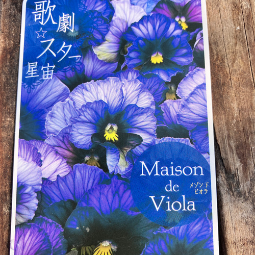 星宙＊歌劇スター＊ビオラ＊希少種＊ガーデニング＊寄せ植え アート