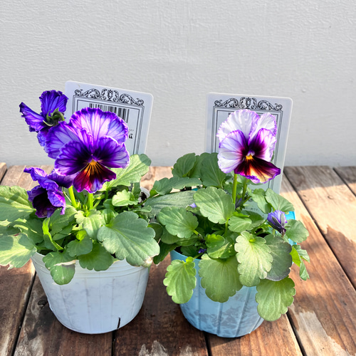 星宙＊歌劇スター＊ビオラ＊希少種＊ガーデニング＊寄せ植え アート