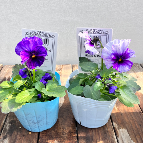 Bレア♡メゾンドビオラ♡歌劇スター♡３号♡ポットごと宅急便コンパクト 予約販売】 ビオラ 歌劇☆スター 星宙 9cmポット 花苗 ガーデニング