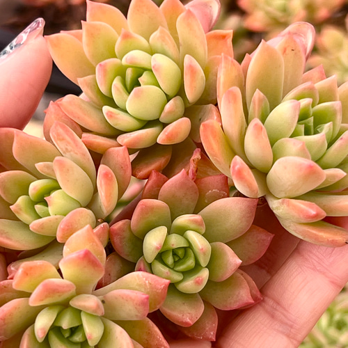 marukoです　　　多肉植物 カット苗 maruko様 専用です 多肉植物 カット苗
