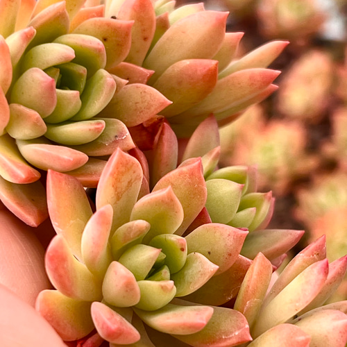 marukoです　　　多肉植物 カット苗 マッコス＊多肉植物＊5カット苗 多肉植物 ＊N＊ 通販 18762301